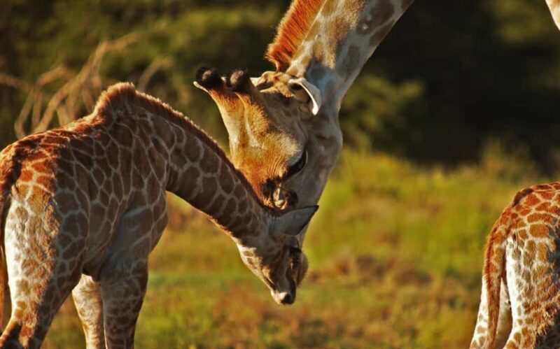 Half-Day Schotia Game Reserve (Open 4x4 Vehicle) - What We Loved and What to Keep in Mind