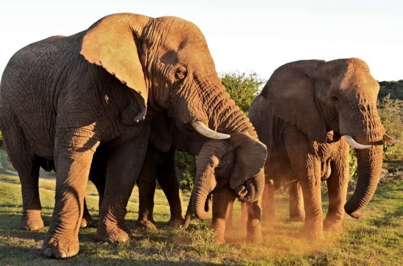 Half-Day Schotia Game Reserve (Open 4x4 Vehicle) - Who Should Consider This Tour?