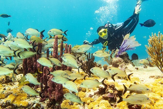 Half-Day Scuba Diving in Playa del Carmen for Small-Group - An In-Depth Look at the Playa del Carmen Small-Group Scuba Tour