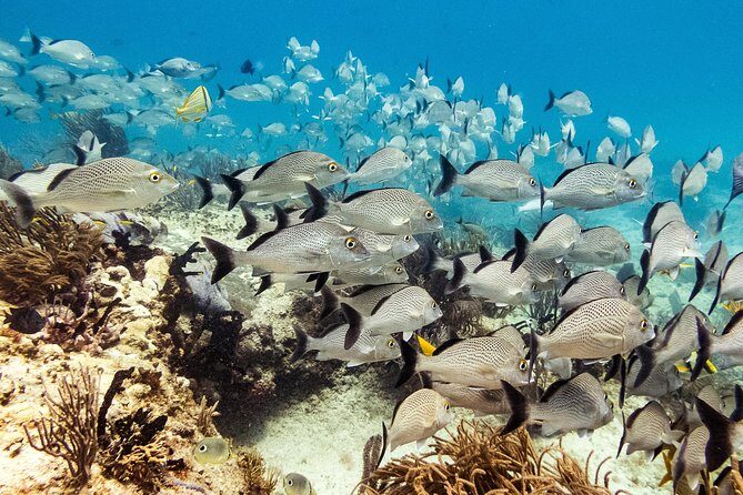 Half-Day Scuba Diving in Playa del Carmen for Small-Group - FAQ