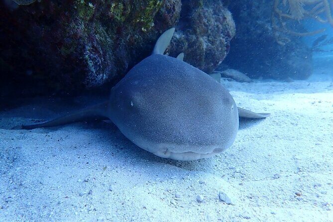 Half Day Scuba Diving Trip in the Florida Keys - Final Thoughts: Is It Worth It?