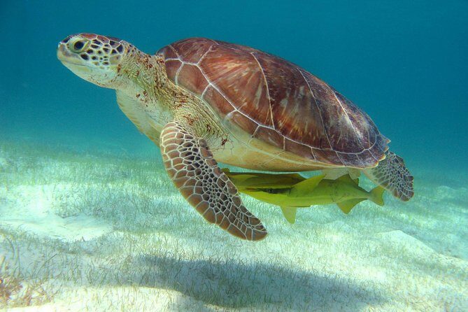 Half-Day Sea Turtle and Cenote Snorkeling Tour from Cancun & Riviera Maya - An In-Depth Look at the Experience