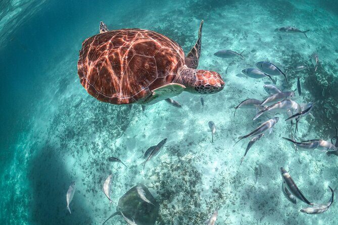 Half Day Shared Tour in Cenote Cave and Swimming with Turtles - An Authentic Half-Day Adventure in Tulum: Cenote Cave and Turtle Swimming Tour