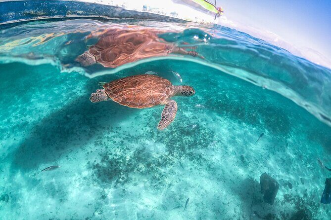 Half Day Shared Tour in Cenote Cave and Swimming with Turtles - FAQ