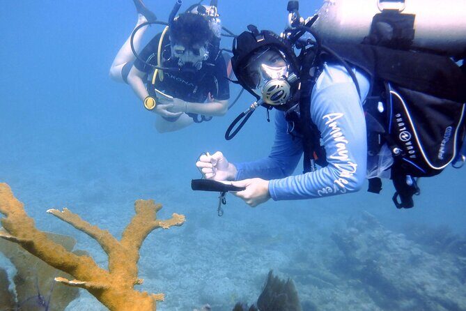 Half-Day Small-Group 2-Tank Scuba Dive in Key Largo (CERTIFIED DIVERS ONLY) - What the Reviews Say