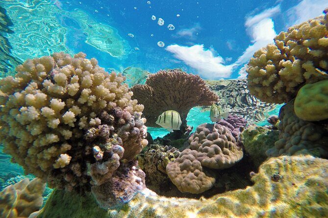 Half-Day Small-Group Cruise in Bora Bora with Snorkelling - The Itinerary in Detail