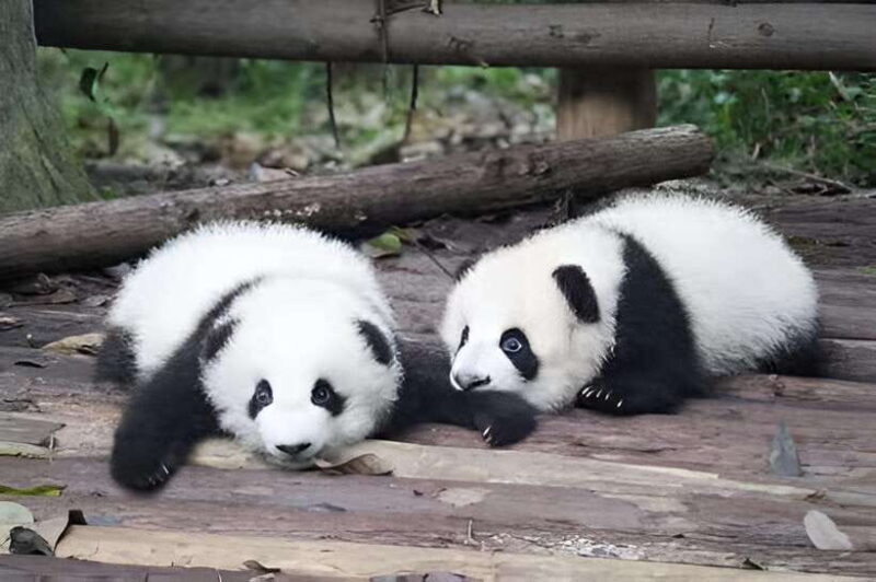 Half day small group tour to Chengdu Panda Breeding Center - Included and Not Included