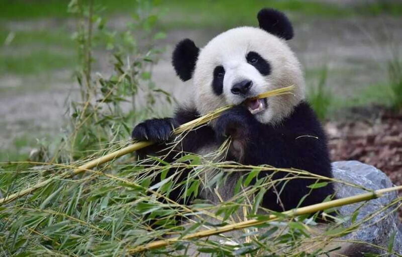 Half day small group tour to Chengdu Panda Breeding Center - Why This Tour Is a Great Choice