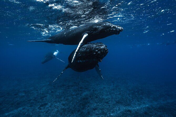 Half Day Small Group Whale Watching - The Experience in Detail