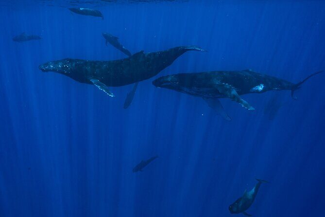 Half Day Small Group Whale Watching - The Sum Up