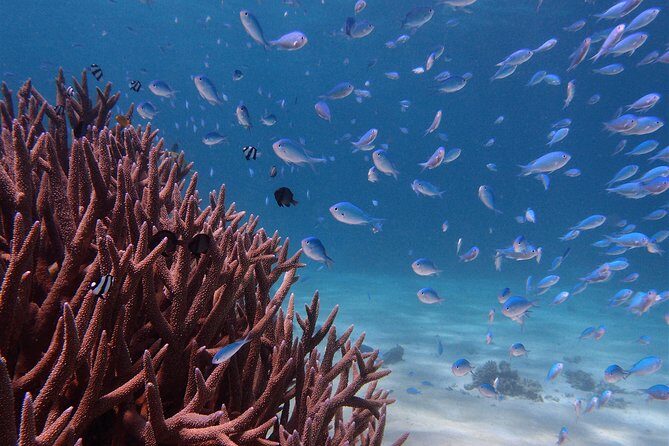 Half Day Snorkel 2.5hr Turtle Tour on the Ningaloo Reef, Exmouth - Discover Ningaloo Reef: A Small-Group Snorkel Adventure in Exmouth