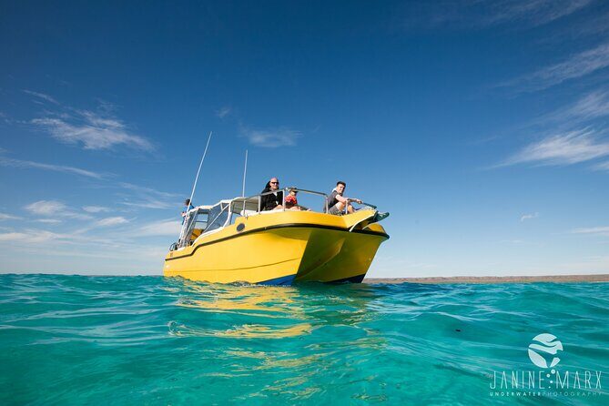 Half Day Snorkel 2.5hr Turtle Tour on the Ningaloo Reef, Exmouth - Key Points