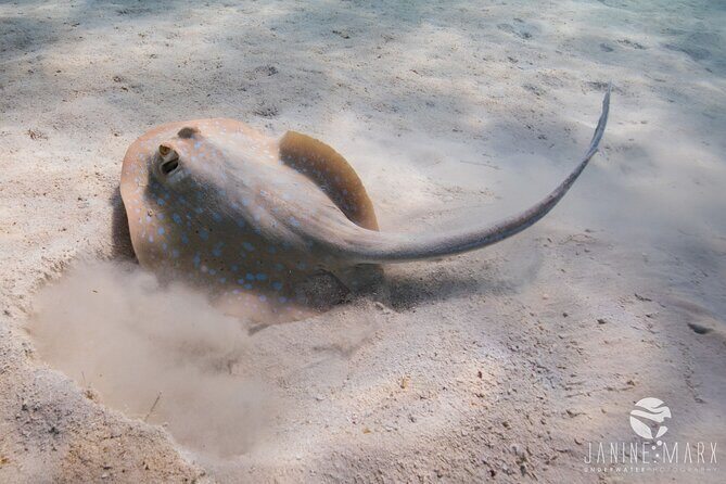 Half Day Snorkel 2.5hr Turtle Tour on the Ningaloo Reef, Exmouth - Real Guest Experiences