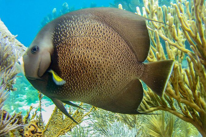Half Day Snorkel Trip on Reefs in the Florida Keys - The Experience: Pros, Cons, and Real Insights