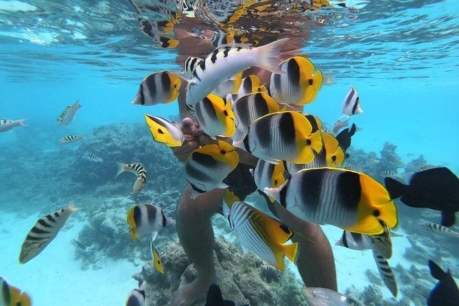 Half Day Snorkeling in Moorea - Key Points