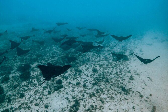 Half Day Snorkeling in Moorea - Who Should Book This Tour?