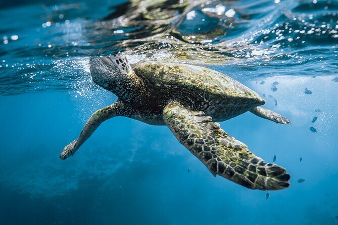 Half Day Snorkeling in Moorea - Final Thoughts: Is It Worth It?
