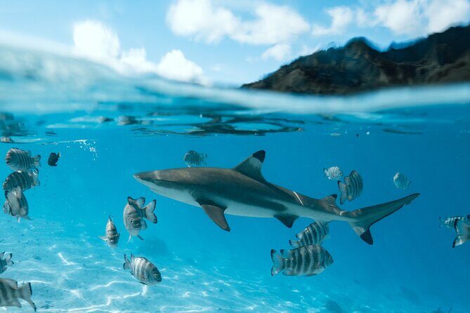 Half Day Snorkeling in Moorea - FAQ