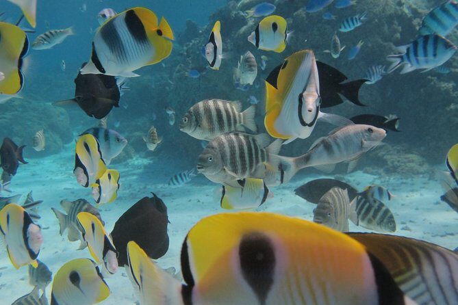 Half day Snorkeling Shared Boat Tour in Bora Bora - A Well-Rounded Introduction to Bora Bora’s Underwater World