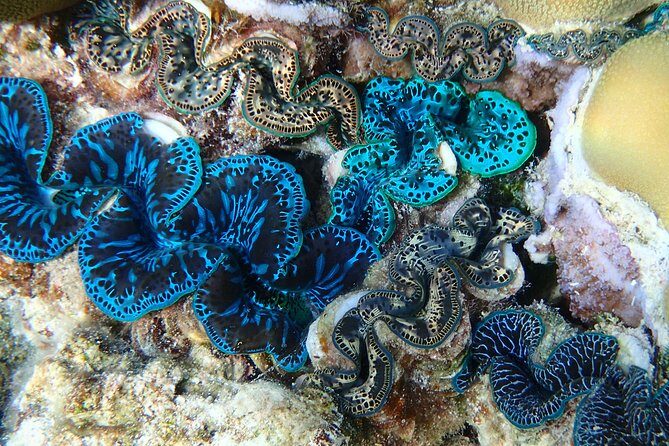 Half day Snorkeling Shared Boat Tour in Bora Bora - Analyzing the Value and Experience