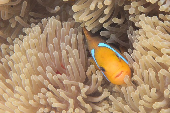 Half day Snorkeling Shared Boat Tour in Bora Bora - Who Would Love This Tour?