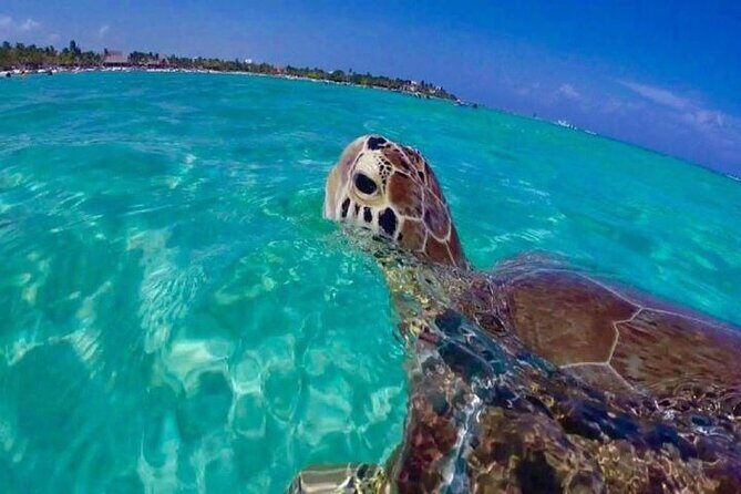 Half Day Snorkeling Tour from Margaritaville - Detailed Review of the Snorkeling Experience