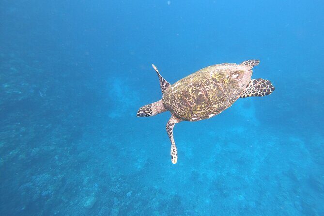 Half-Day Snorkeling Tour in Tahiti - Key Points