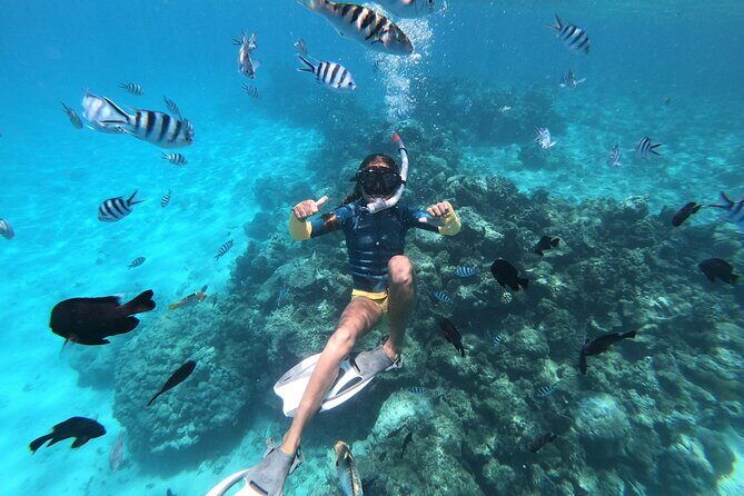 Half-Day Snorkeling Tour in Tahiti - An Overview of the Experience