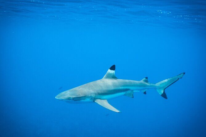 Half-Day Snorkeling Tour in Tahiti - What to Expect During the Tour