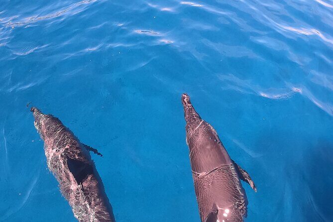 Half-Day Snorkeling Tour in Tahiti - FAQ