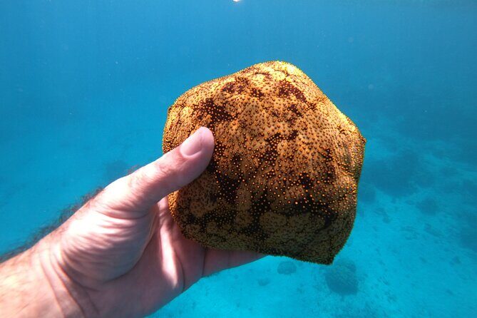 Half-Day Snorkeling Tour in Tahiti - In The Sum Up