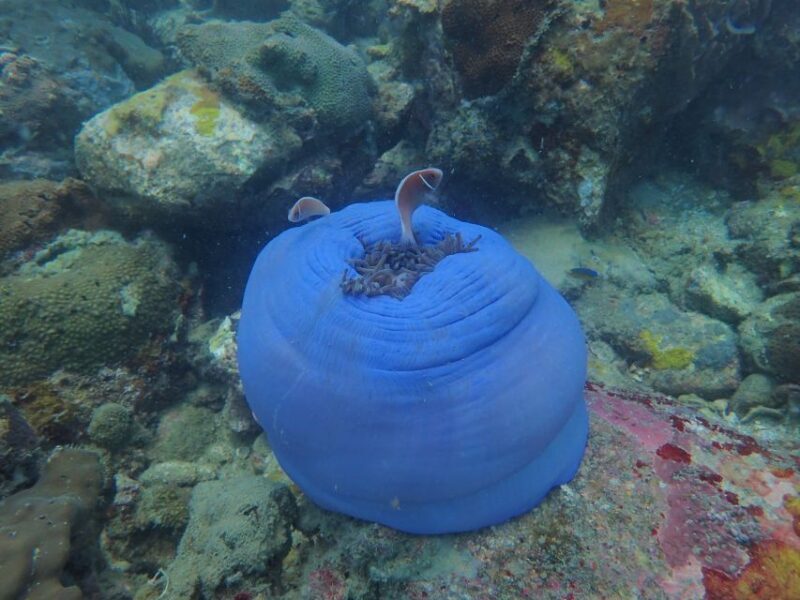 Half-Day Snorkeling trip in Nha Trang with Vietnam Active - Who Will Love This Tour?