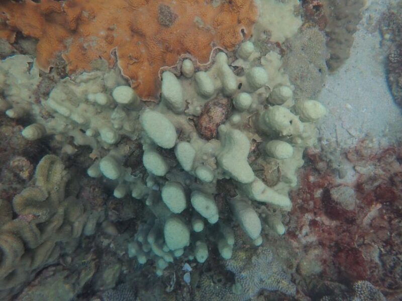 Half-Day Snorkeling trip in Nha Trang with Vietnam Active - Final Thoughts: Is It Worth It?
