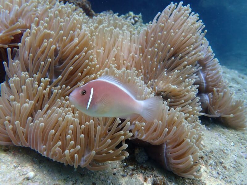 Half-Day Snorkeling trip in Nha Trang with Vietnam Active - FAQ