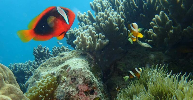 Half-Day Snorkeling Trip to Kerama - Key Points