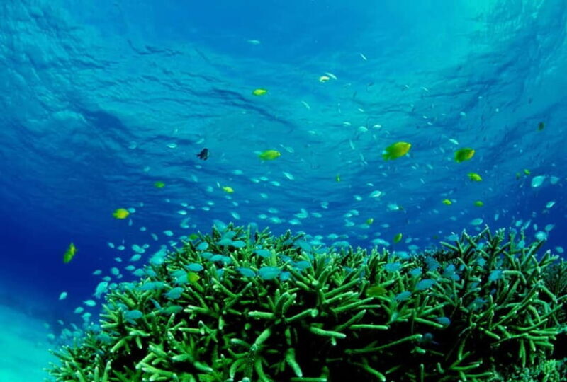 Half-Day Snorkeling Trip to Kerama - What to Expect from This Snorkeling Adventure