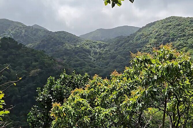 Half-Day St. Kitts Rainforest Hike - Key Points