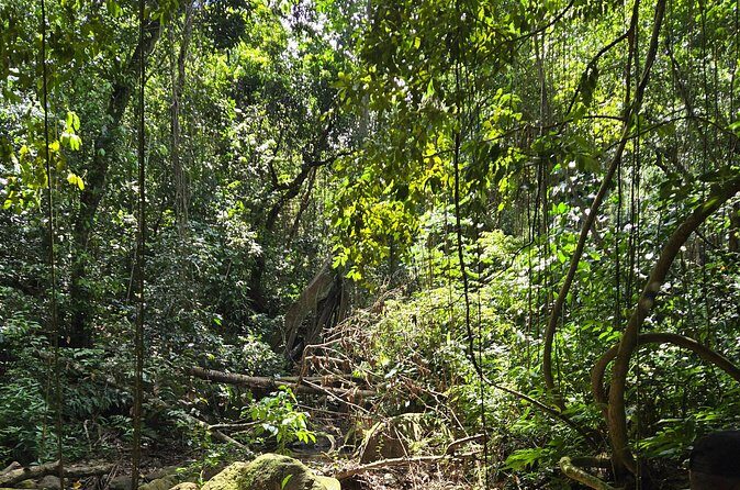 Half-Day St. Kitts Rainforest Hike - Value for Money
