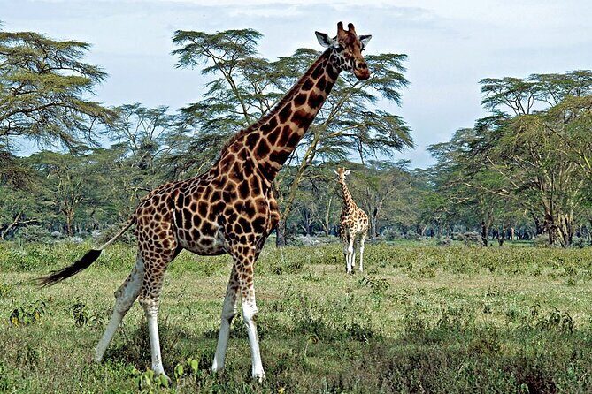 Half Day Sunrise Game - Drive of National Park Tour From Nairobi - Who Is This Tour Best For?