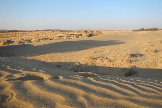 Half Day SunSet Tour with Dinner - An In-Depth Review of the Sunset Camel Safari in Jaisalmer