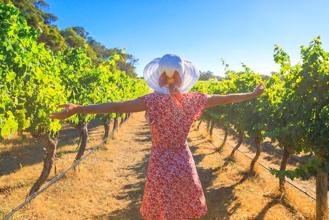 Half Day Swan Valley Afternoon Wine Tour - Premium Small Group Tour - Key Points