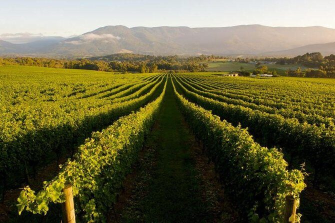 Half-Day Swan Valley Walk & Fruit Orchard - Exploring the Half-Day Swan Valley Walk & Fruit Orchard: A Practical Guide