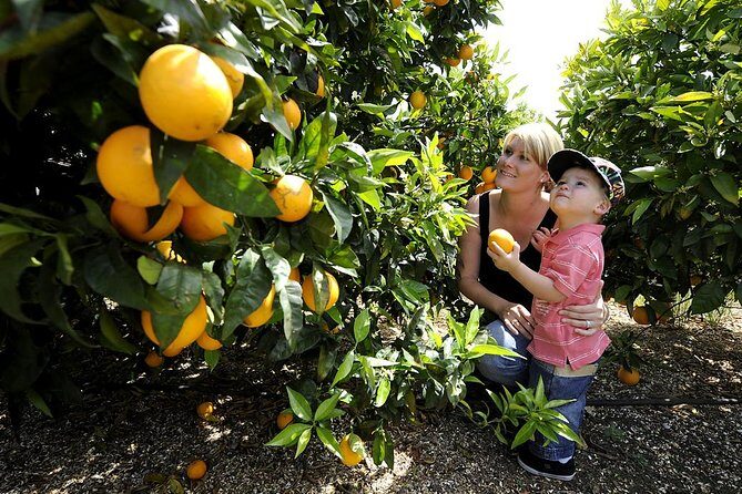 Half-Day Swan Valley Walk & Fruit Orchard - A Deep Dive into the Swan Valley Tour