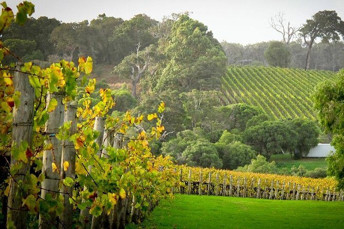 Half-Day Swan Valley & Wildlife Park Tour - Key Points
