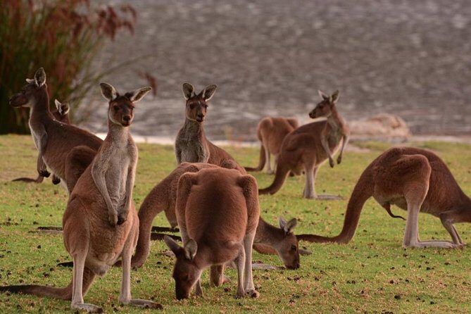 Half-Day Swan Valley & Wildlife Park Tour - Analyzing the Value