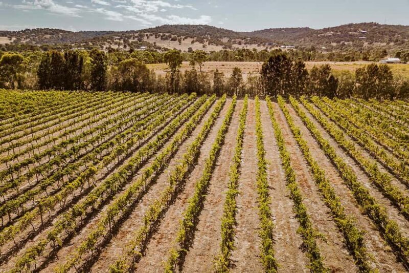 Half-Day Swan Valley Wine Tour with Tastings - From Perth - Key Points