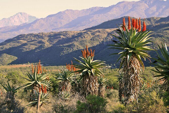 Half-Day Swartberg Pass PRIVATE Tour (including lunch & transfer - Oudtshoorn) - Practical Tips for Travelers