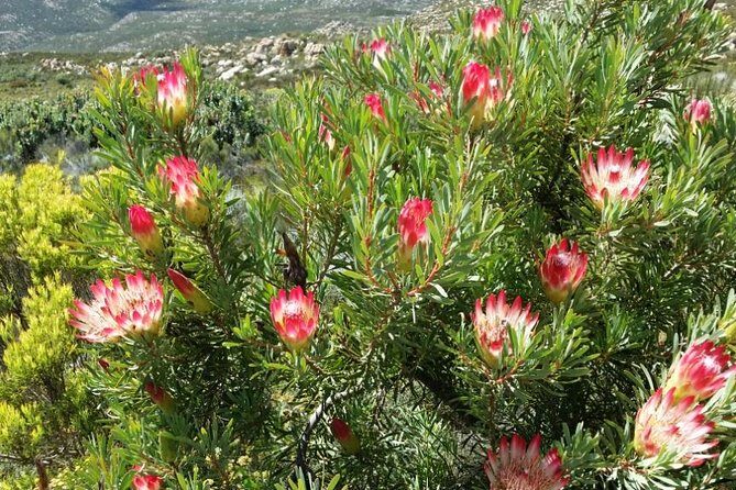 Half-Day Swartberg Pass PRIVATE Tour (including lunch & transfer - Oudtshoorn) - FAQ