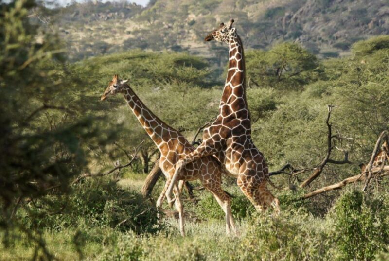 Half-Day Tala Game Reserve & Natal Lion Park from Durban - A Closer Look at the Itinerary and Experience