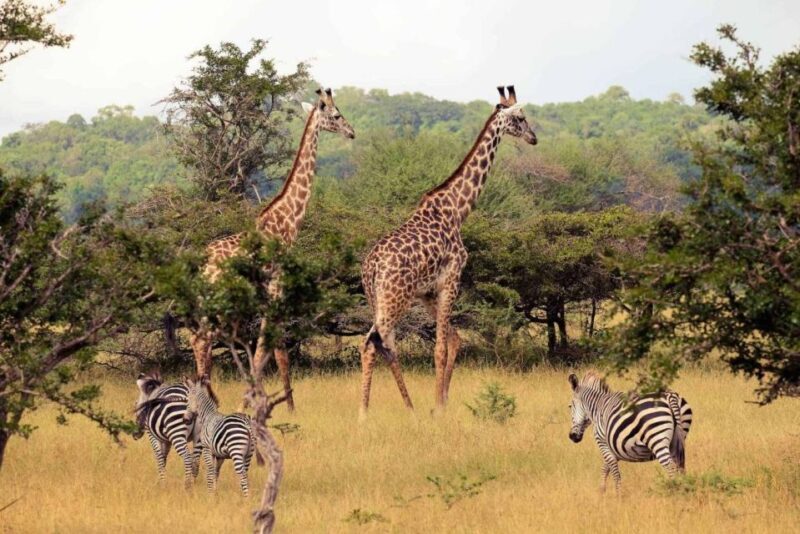 Half-Day Tala Game Reserve & Natal Lion Park from Durban - Analyzing the Value